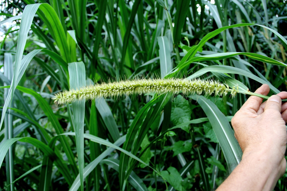 Napier Grass Farming 